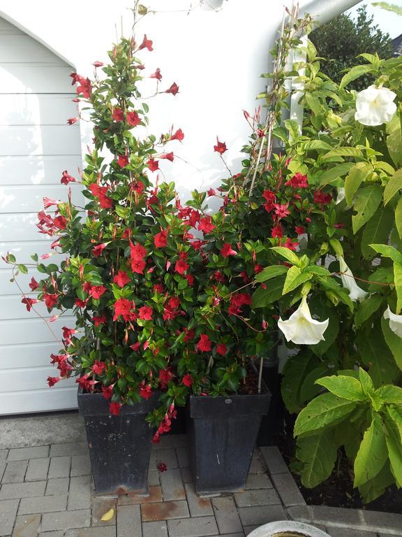 De Witte Molen Kranenburg Bed & Breakfast คราเนนบวร์ก ภายนอก รูปภาพ